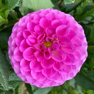 Dahlia ‘Ferncliff Violet’
