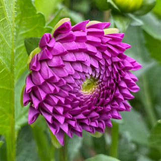 Dahlia ‘Ferncliff Violet’
