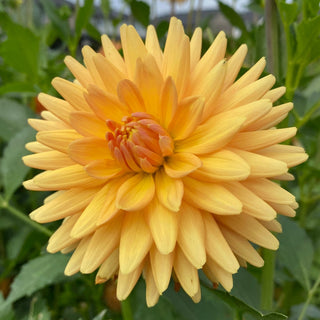 Dahlia ‘Hollyhill Jitterbug’