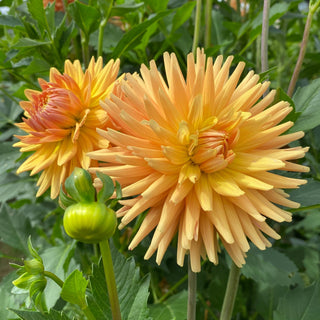 Dahlia ‘Hollyhill Jitterbug’
