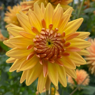 Dahlia ‘Hollyhill Jitterbug’
