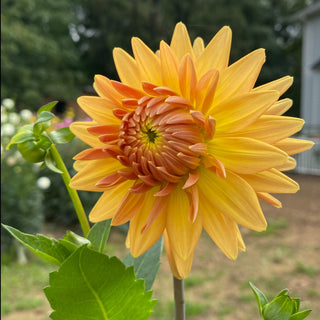 Dahlia ‘Hollyhill Jitterbug’