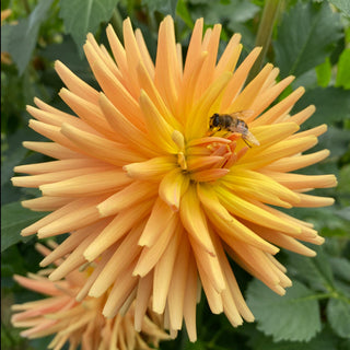 Dahlia ‘Hollyhill Jitterbug’