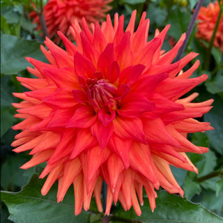Dahlia ‘Hot Shot’