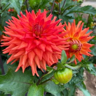Dahlia ‘Hot Shot’