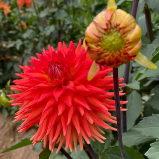 Dahlia ‘Hot Shot’