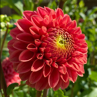Dahlia ‘Jomanda’