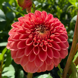 Dahlia ‘Jomanda’