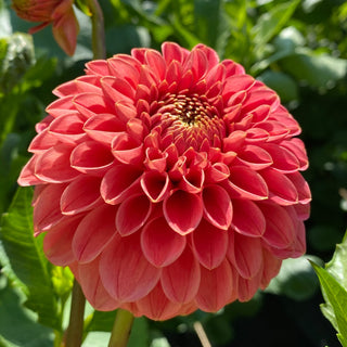 Dahlia ‘Jomanda’