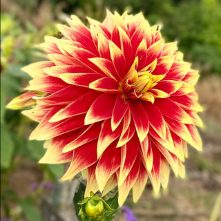 Dahlia ‘Ketchup & Mustard’