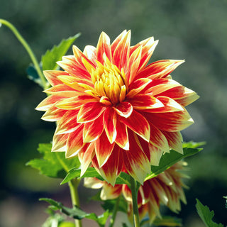 Dahlia ‘Ketchup & Mustard’