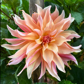 Dahlia ‘Labyrinth’