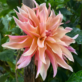 Dahlia ‘Labyrinth’