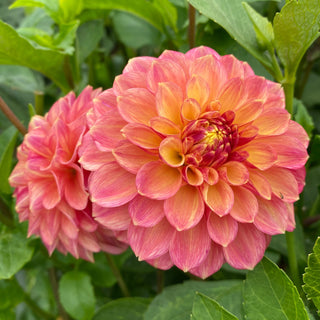 Dahlia ‘Lakeview Lucky’