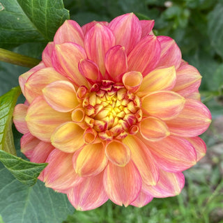 Dahlia ‘Lakeview Lucky’