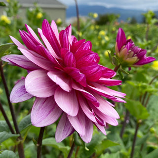 Dahlia ‘Lauren Michelle’