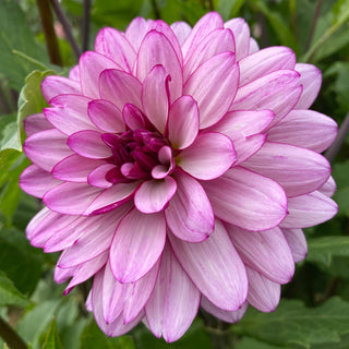 Dahlia ‘Lauren Michelle’