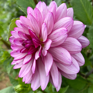 Dahlia ‘Lauren Michelle’