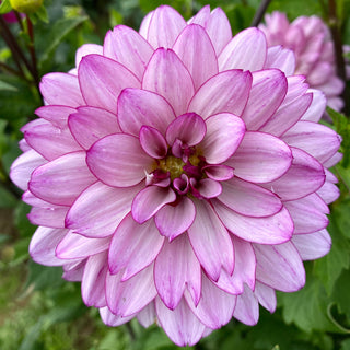 Dahlia ‘Lauren Michelle’