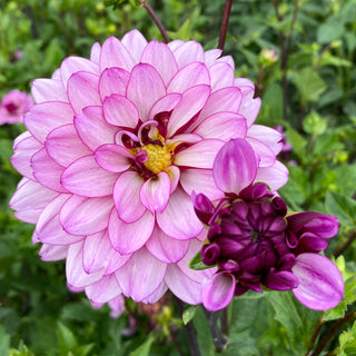 Dahlia ‘Lauren Michelle’