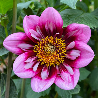 Dahlia ‘Liquid Desire’