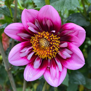 Dahlia ‘Liquid Desire’