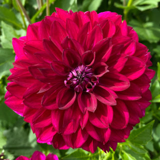 Dahlia ‘Lupin Chris’