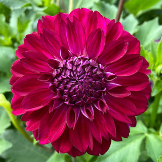 Dahlia ‘Lupin Chris’