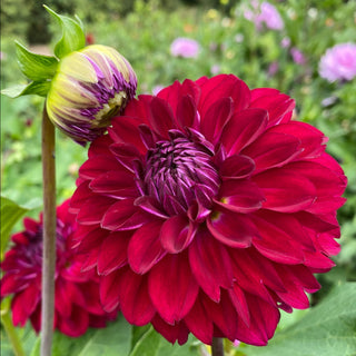 Dahlia ‘Lupin Chris’