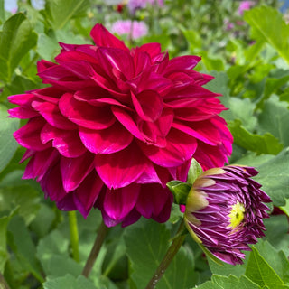 Dahlia ‘Lupin Chris’