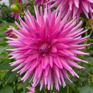Dahlia ‘Maks Sorbet’