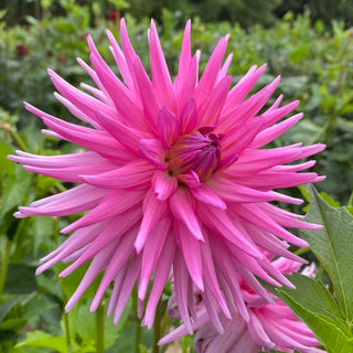 Dahlia ‘Maks Sorbet’