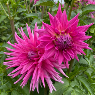 Dahlia ‘Maks Sorbet’