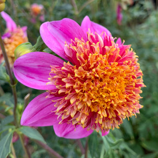 Dahlia ‘Mexico’