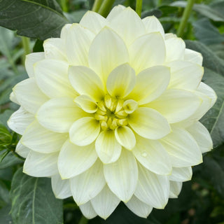 Dahlia ‘Mission Canary’