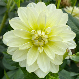 Dahlia ‘Mission Canary’