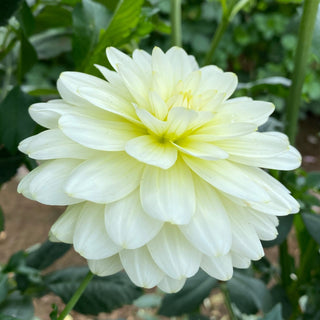 Dahlia ‘Mission Canary’