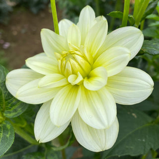 Dahlia ‘Mission Canary’