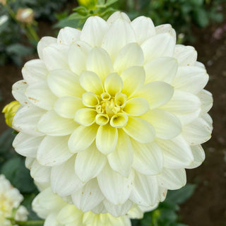 Dahlia ‘Mission Canary’