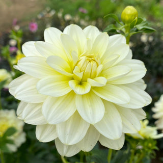 Dahlia ‘Mission Canary’