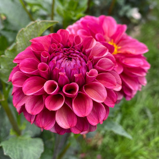 Dahlia 'Mission Gypsy’