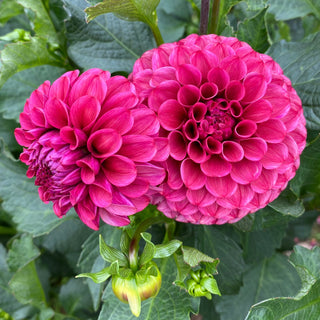 Dahlia 'Mission Gypsy’