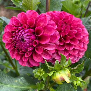 Dahlia 'Mission Gypsy’