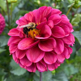 Dahlia 'Mission Gypsy’