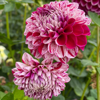 Dahlia ‘Mission Jazzy’