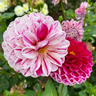 Dahlia ‘Mission Jazzy’