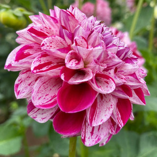 Dahlia ‘Mission Jazzy’