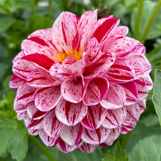 Dahlia ‘Mission Jazzy’