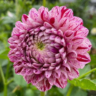 Dahlia ‘Mission Jazzy’