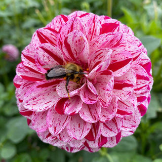 Dahlia ‘Mission Jazzy’
